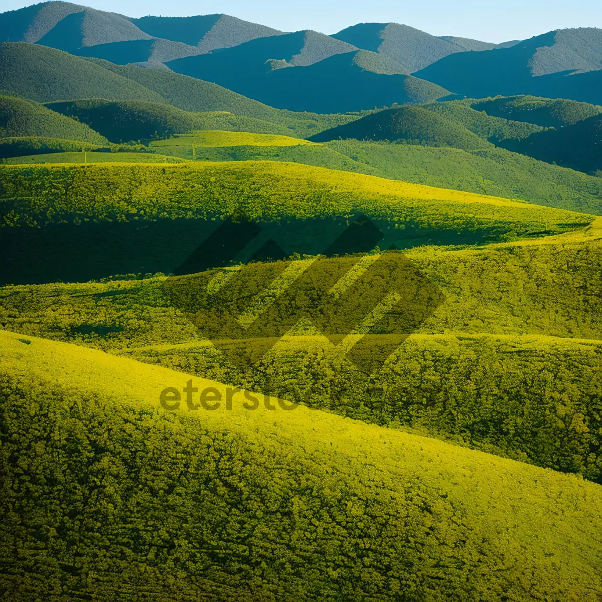 Picture of Golden Rapeseed Field Under Sunny Skies