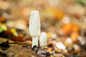 Organic Ice Mushroom Fungus Vegetable