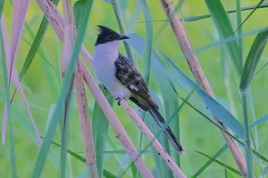 Black Jay Bird with Bold Wing Feathers