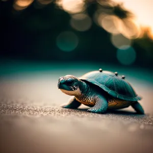 Slow and Serene Loggerhead Sea Turtle