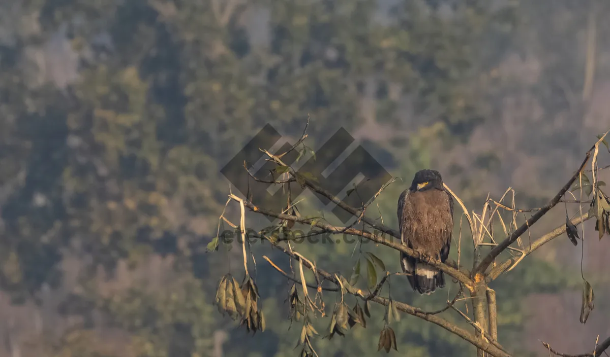 Picture of Black bird with fierce gaze perched on branch.