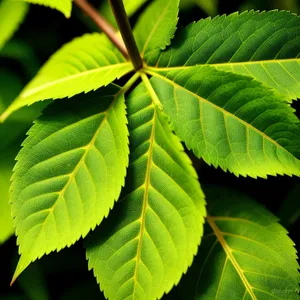 Lush Hickory Tree Leaves in Sunlit Forest