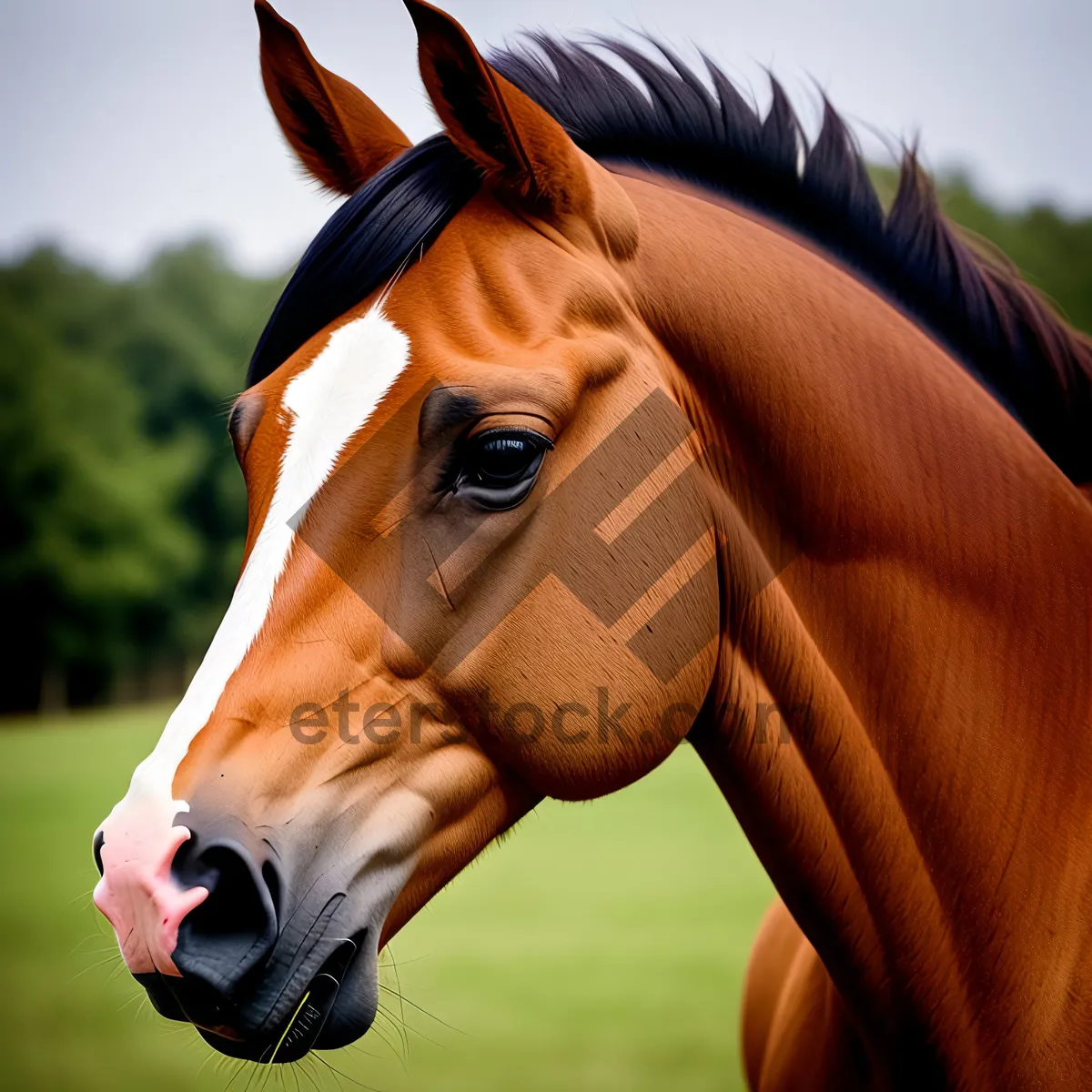 Picture of Majestic Stallion Galloping in Green Meadows