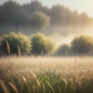 Bountiful Summer Wheat Field Under Clear Blue Sky
