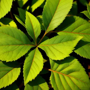 Lush Summer Foliage in Garden