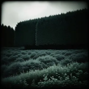 Tranquil Forest Pathway with Fenced Maze