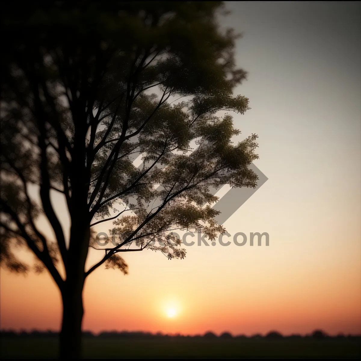 Picture of Golden Oak Tree Silhouette on Horizon
