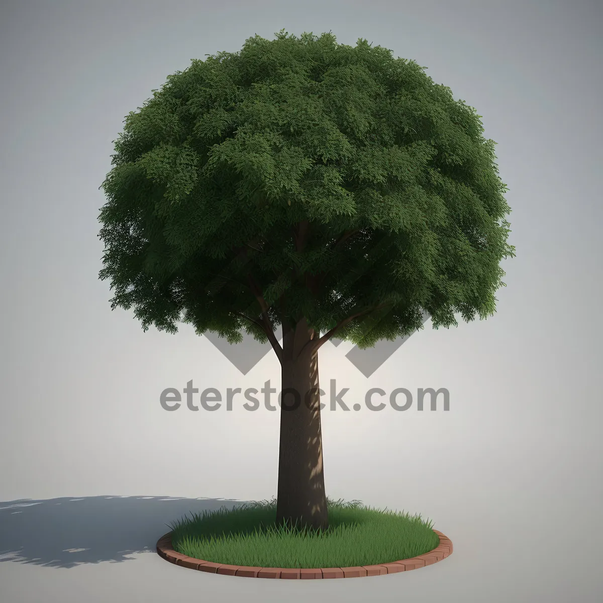 Picture of Miniature Bonsai Tree: Summer Growth in Natural Environment