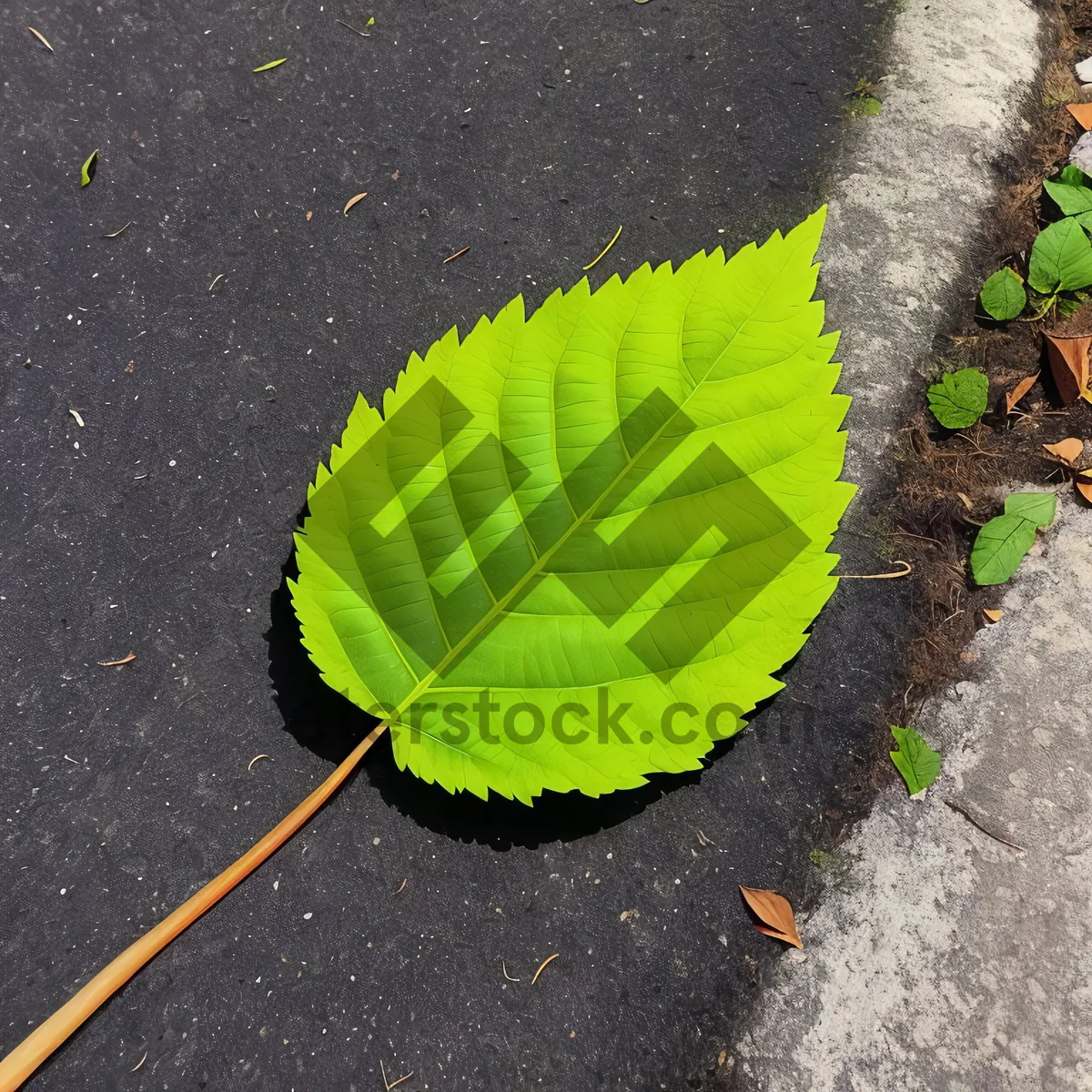 Picture of Vibrant Summer Linden Leaf in Forest