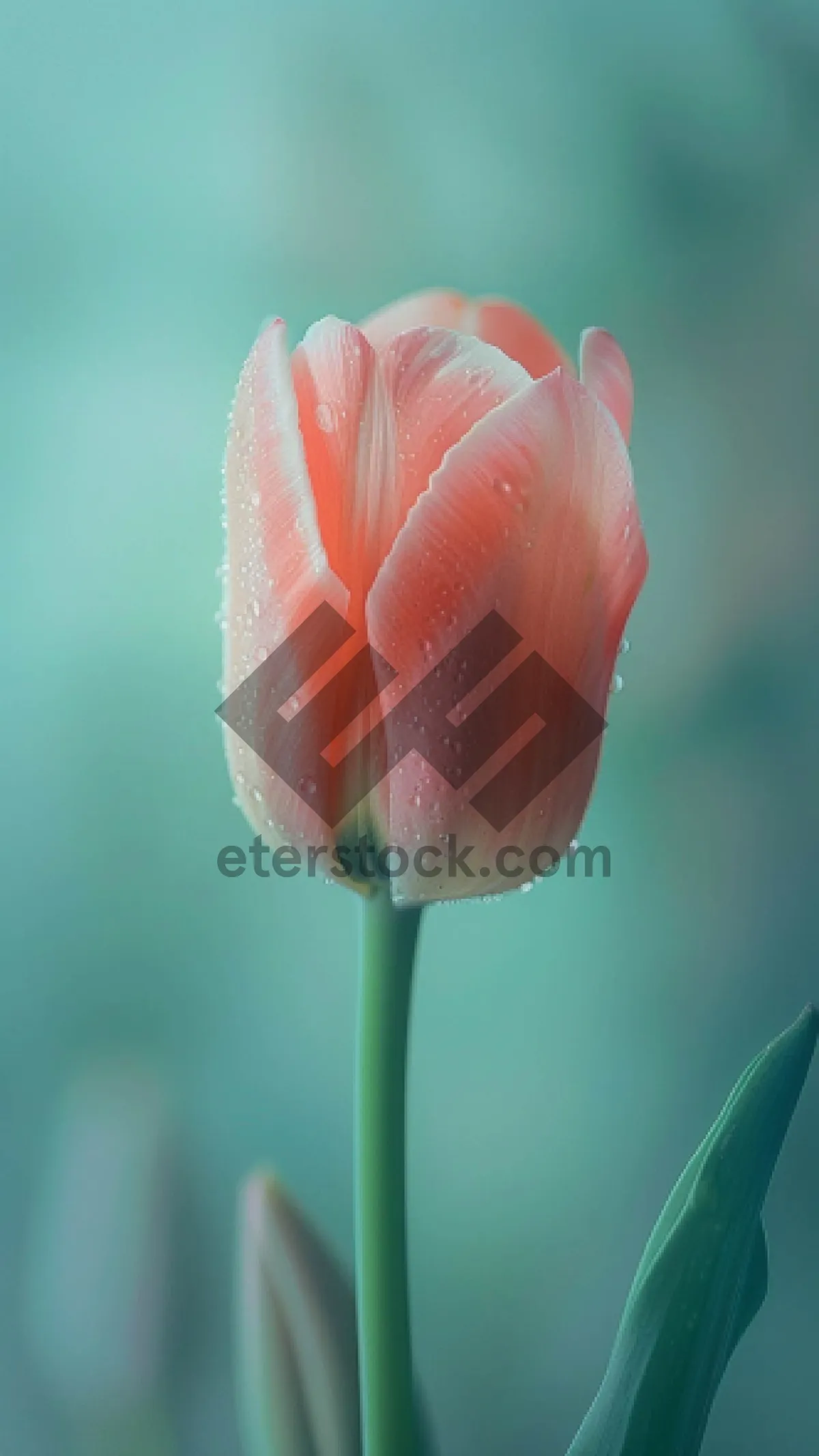 Picture of Vibrant yellow tulips in full bloom