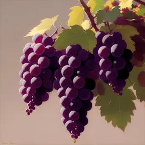 Vibrant Grape Vineyard: Colorful Fruit and Decorative Leaf