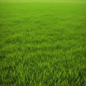 Vibrant Green Rice Field in Summer Landscape