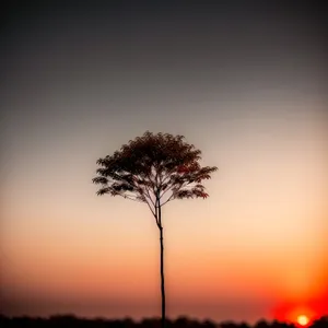 Sunlit Meadow: Oak Silhouette in Rural Landscape