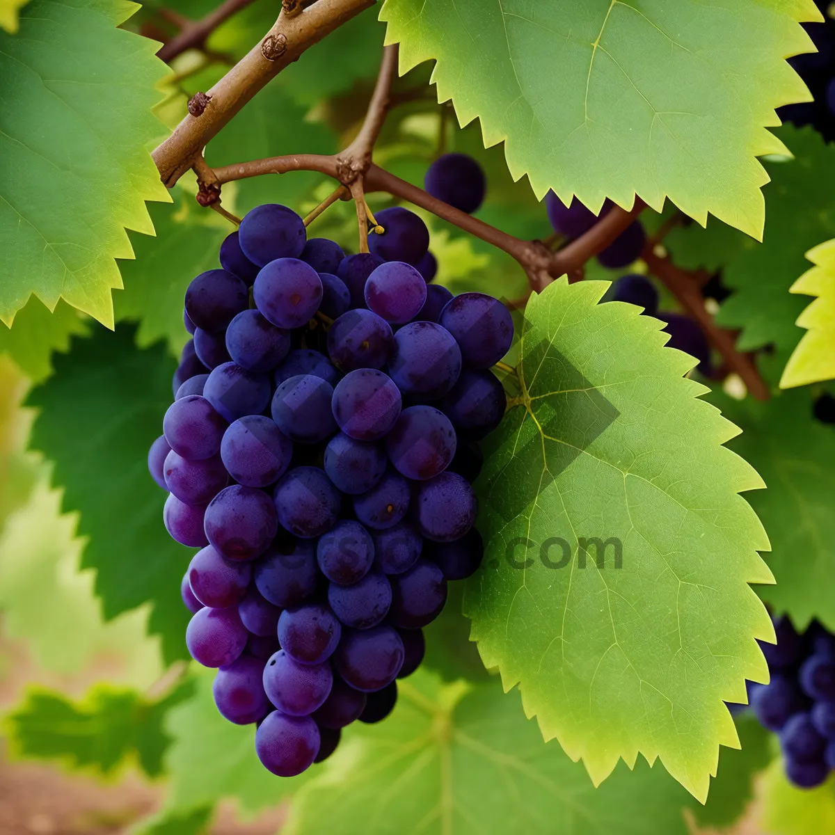 Picture of Bountiful Vineyard Harvest: Plump Grapes of Viticulture