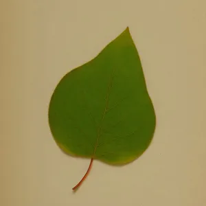 Fresh Wild Ginger Leaf in Garden