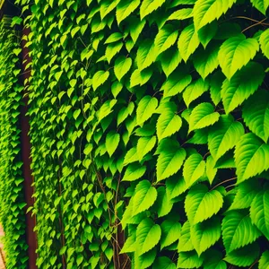 Lush Green Ferns in Sunlit Forest Grove