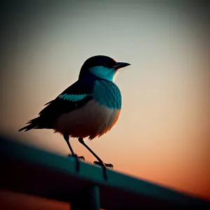 Wild Magpie Bird with Striking Feathers and Piercing Eye