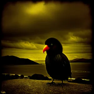 Dusky Sunset Silhouette on Beach: Black Swan in Evening Sky