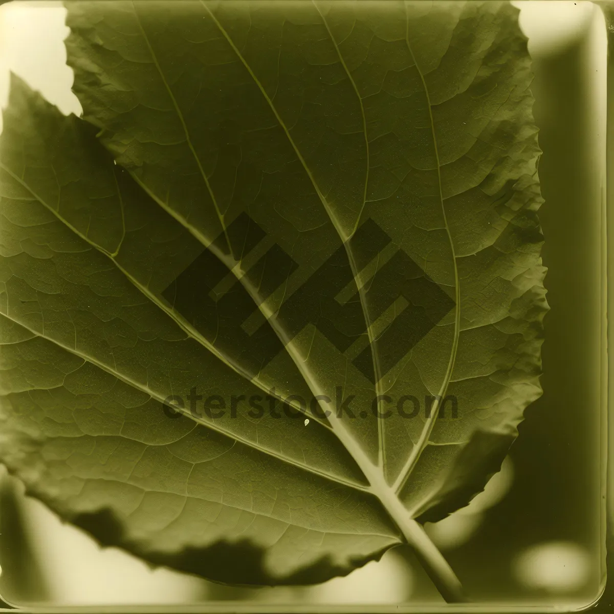 Picture of Vibrant Kale Leaves in Spring Garden