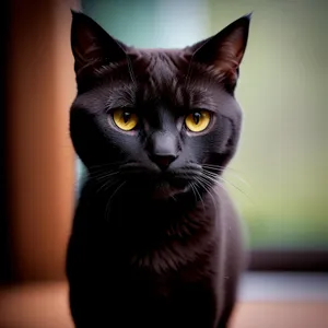 Curious Kitty with Whiskers and Adorable Eyes