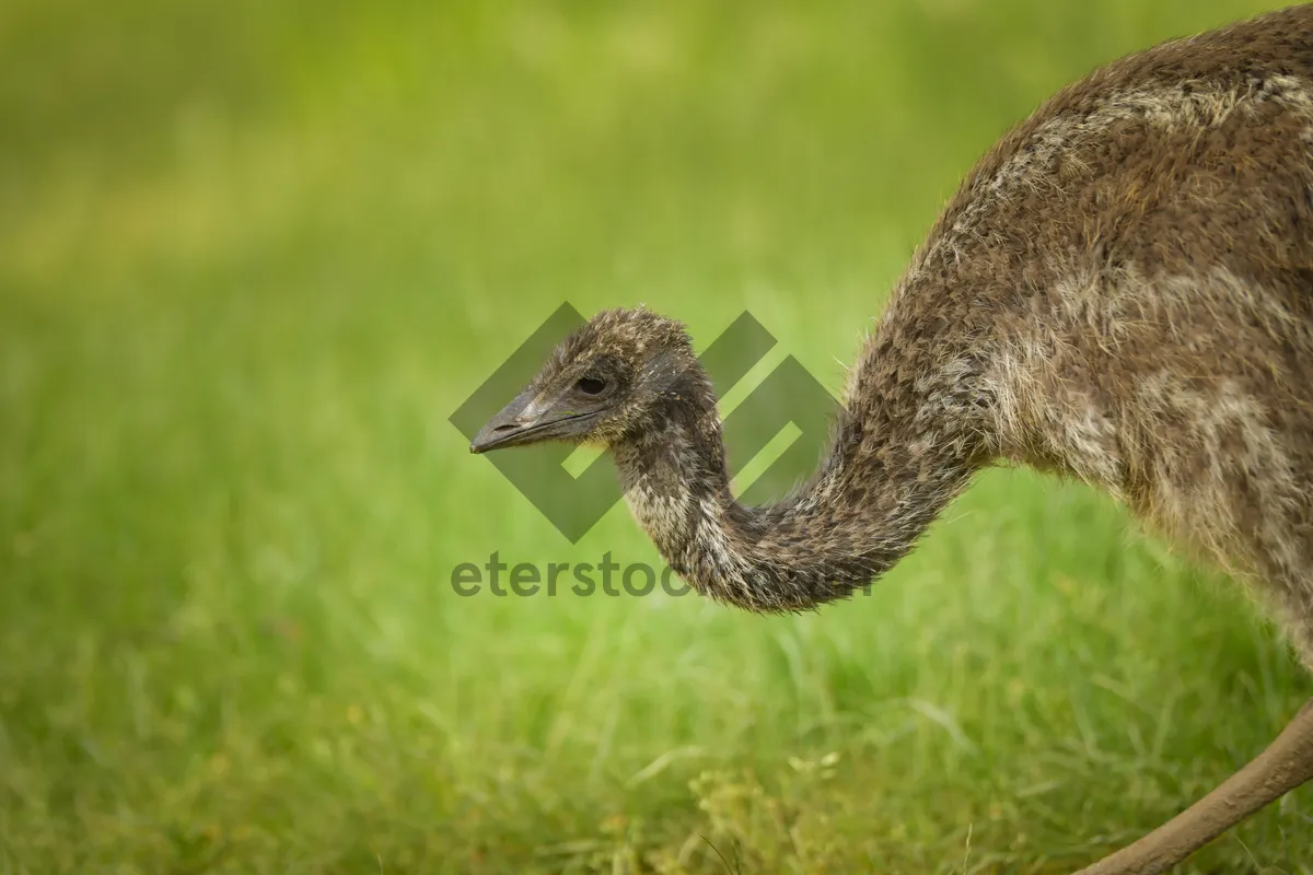 Picture of Majestic Ostrich Close-Up with Striking Eye Feather