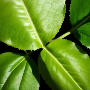 Vibrant Taro Leaf in Lush Garden Setting