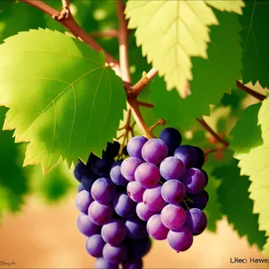 Vibrant Harvest: Ripe, Juicy Grapes from a Rural Vineyard