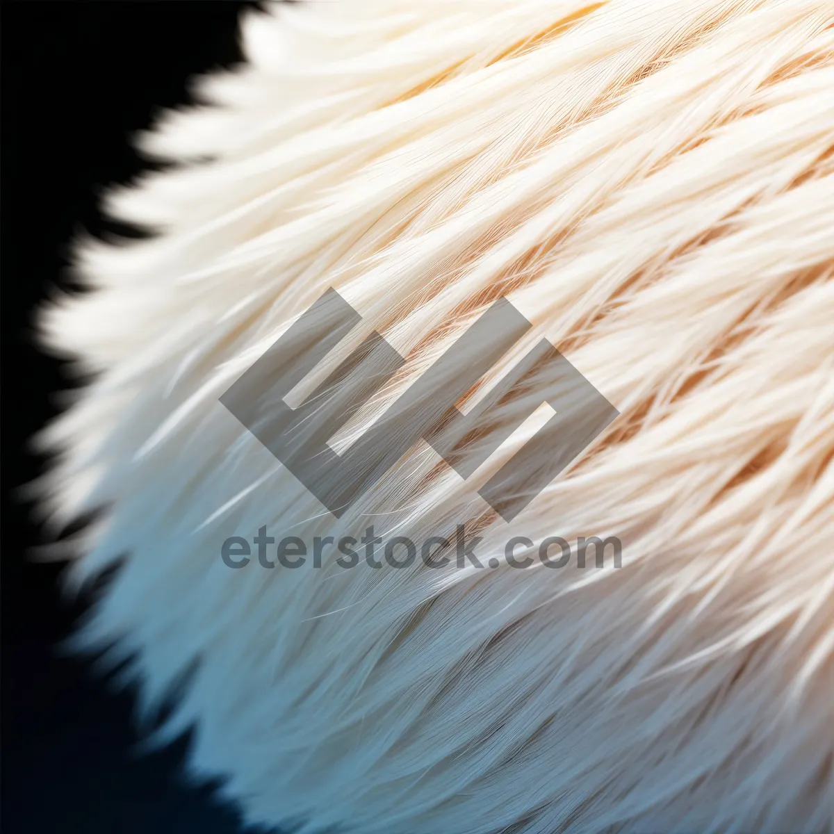 Picture of Bristle Brush Close-Up on Dandelion