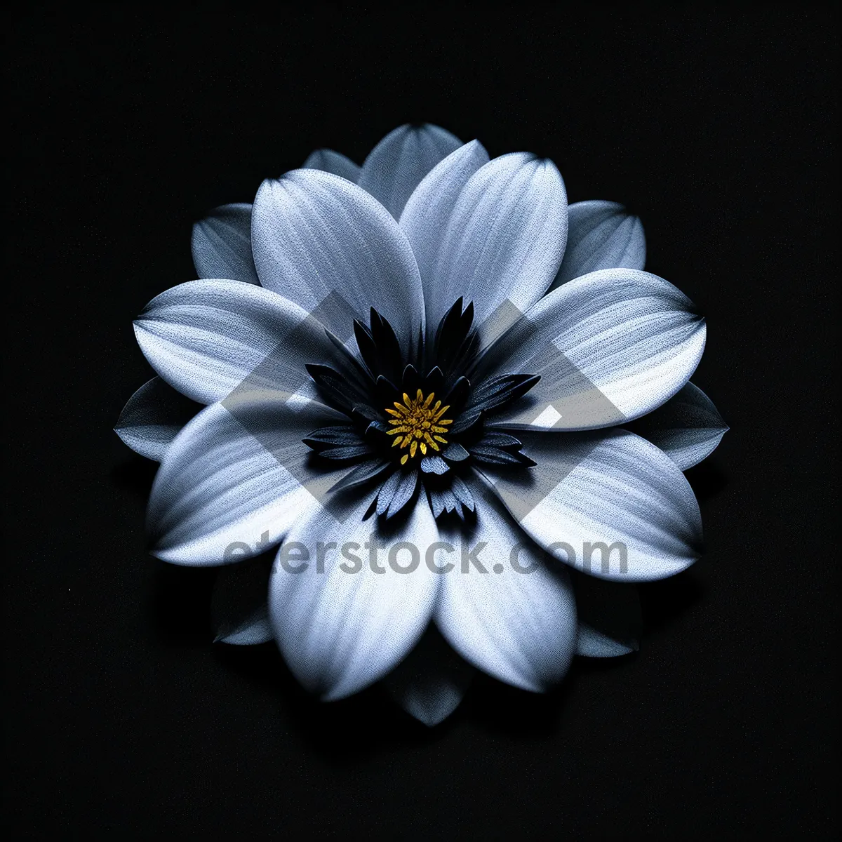 Picture of Yellow Daisy in Blooming Meadow