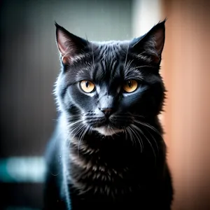 Furry Feline Fluffball: Adorable Gray Kitten with Curious Eyes