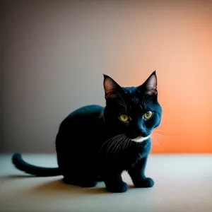 Curious Gray Tabby Kitty with Adorable Whiskers