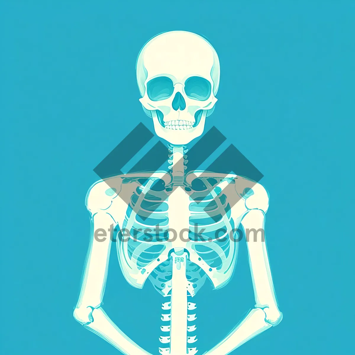 Picture of Anatomical Skeleton Illustration with 3D Rendered Skull