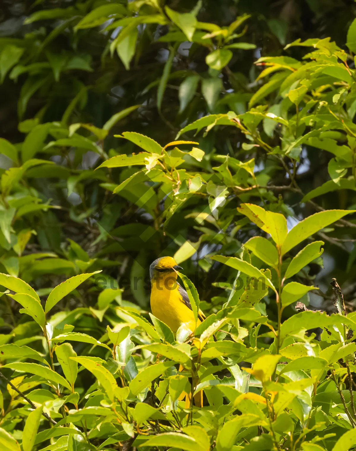 Picture of Ripe orange fruit on citrus tree branch with toucan.