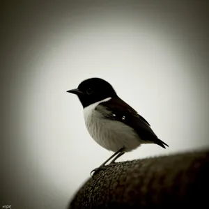 Majestic Magpie Observing Wildlife from Above