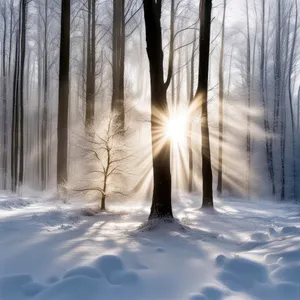 Winter Wonderland Park Scene with Snowy Forest Trail