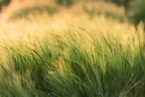 Golden Wheat Field Under Summer Sky