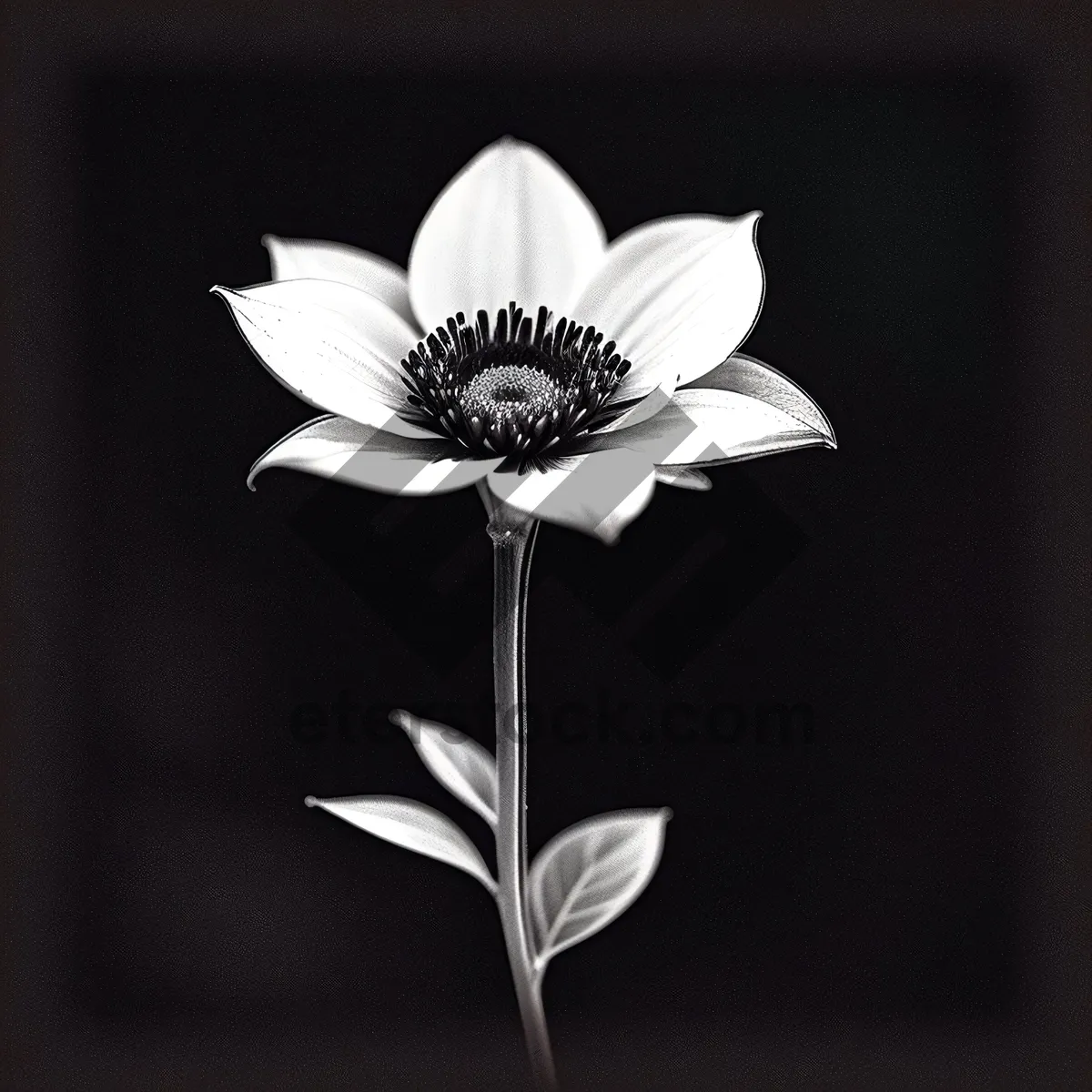 Picture of Vibrant Daisy Blossom in Full Bloom