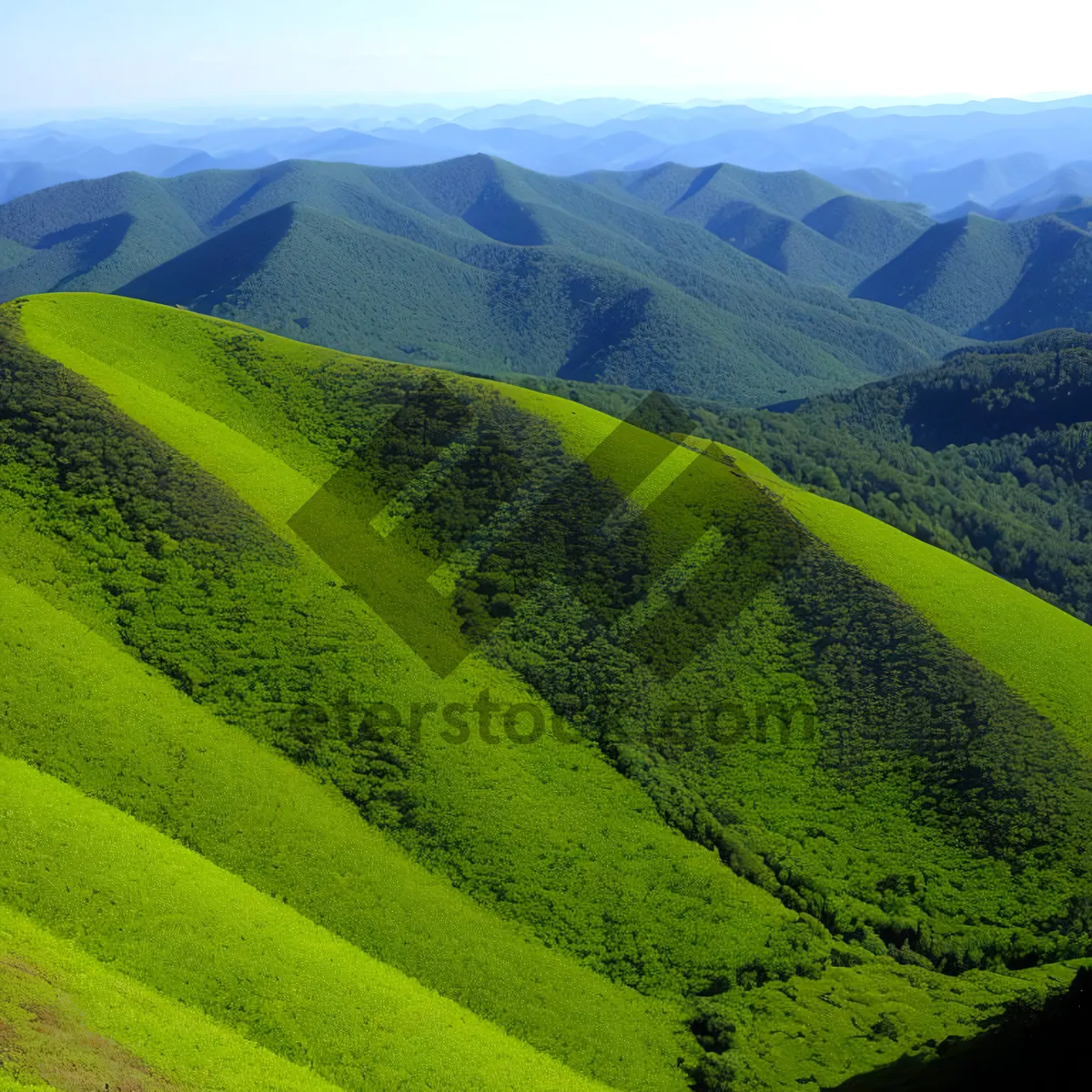 Picture of Idyllic Countryside Meadow with Rolling Hills
