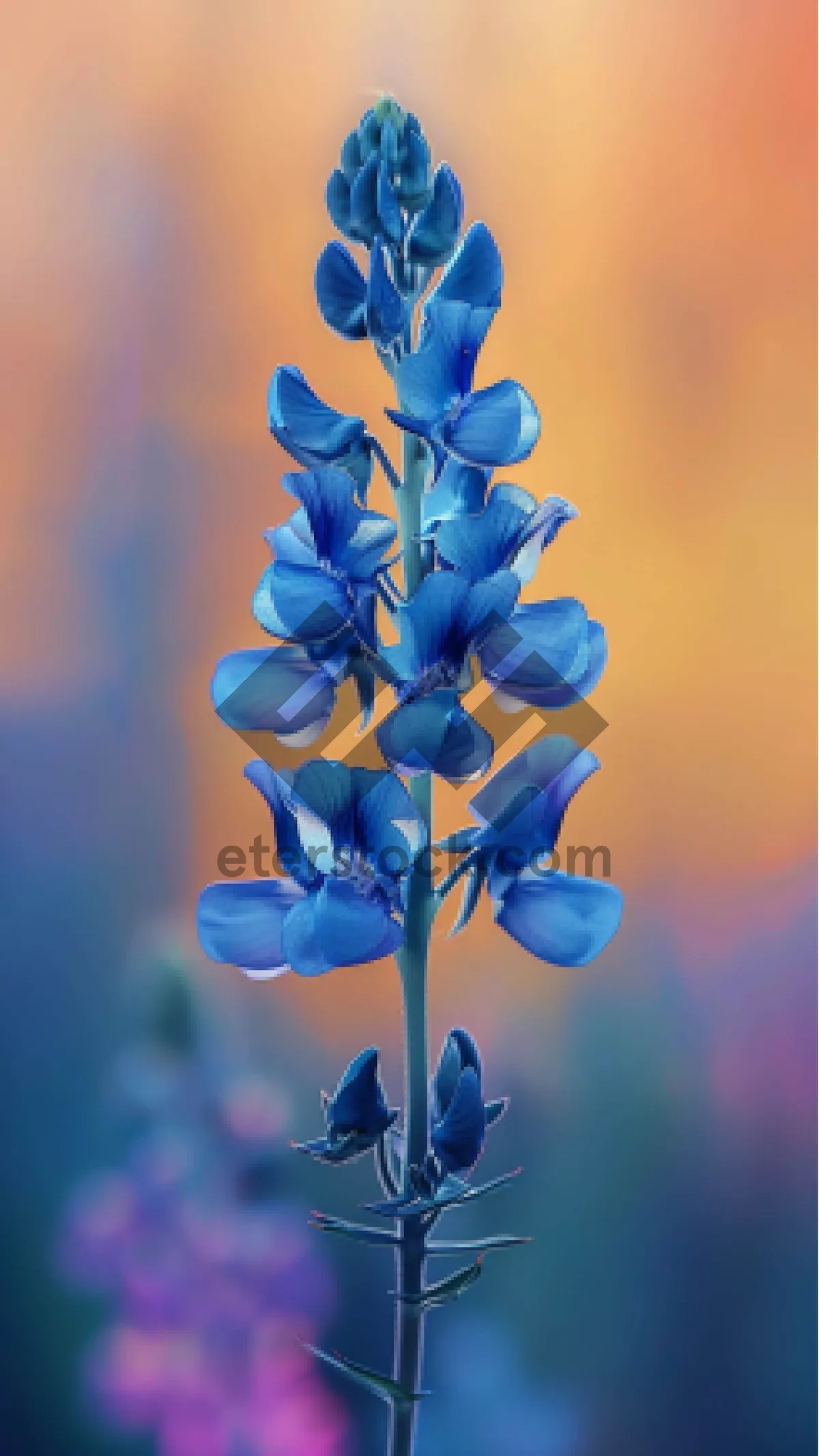 Picture of Vibrant Purple Lupine Flowers in Garden