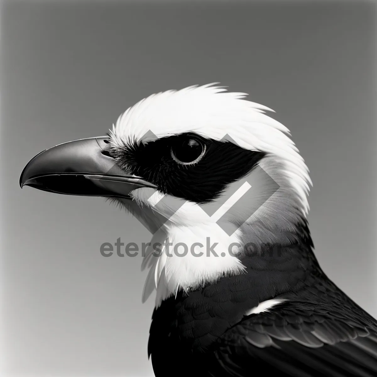 Picture of Wild Magpie perched on branch, with feathers and beak in focus.