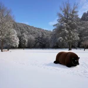 Winter Wonderland: Bison Roaming Amidst Snow-Covered Mountains