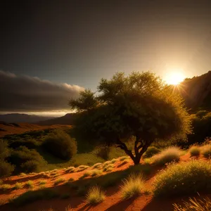 Sunset Silhouette Over Desert Horizon