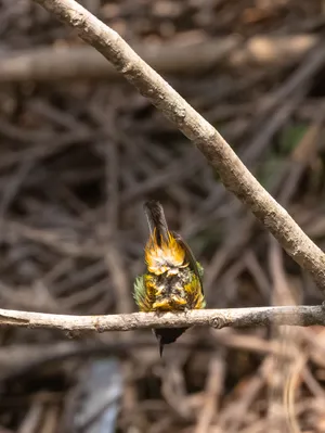 Closeup of yellow wasp on spring flower