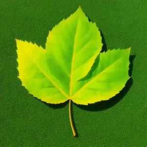 Vibrant Green Leaf with Veins: Nature's Growth and Beauty