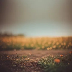 Golden Horizon: Tranquil Sunrise Over Rural Meadow