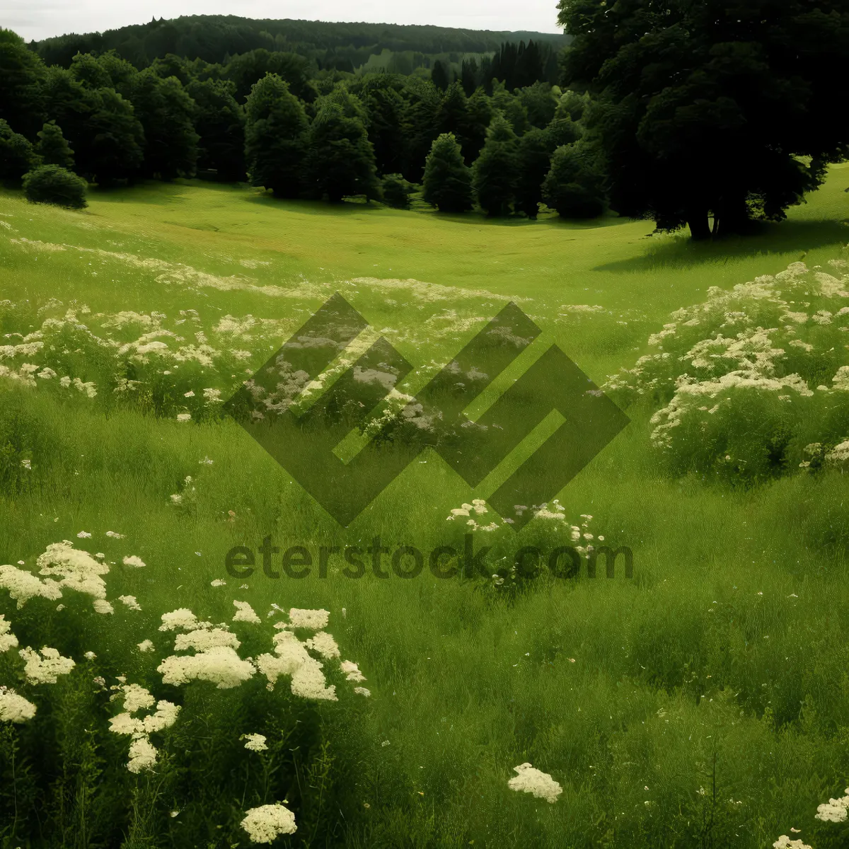 Picture of Serene Countryside Meadow with Towering Trees