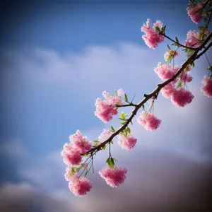 Pink Cherry Blossoms in Japanese Garden