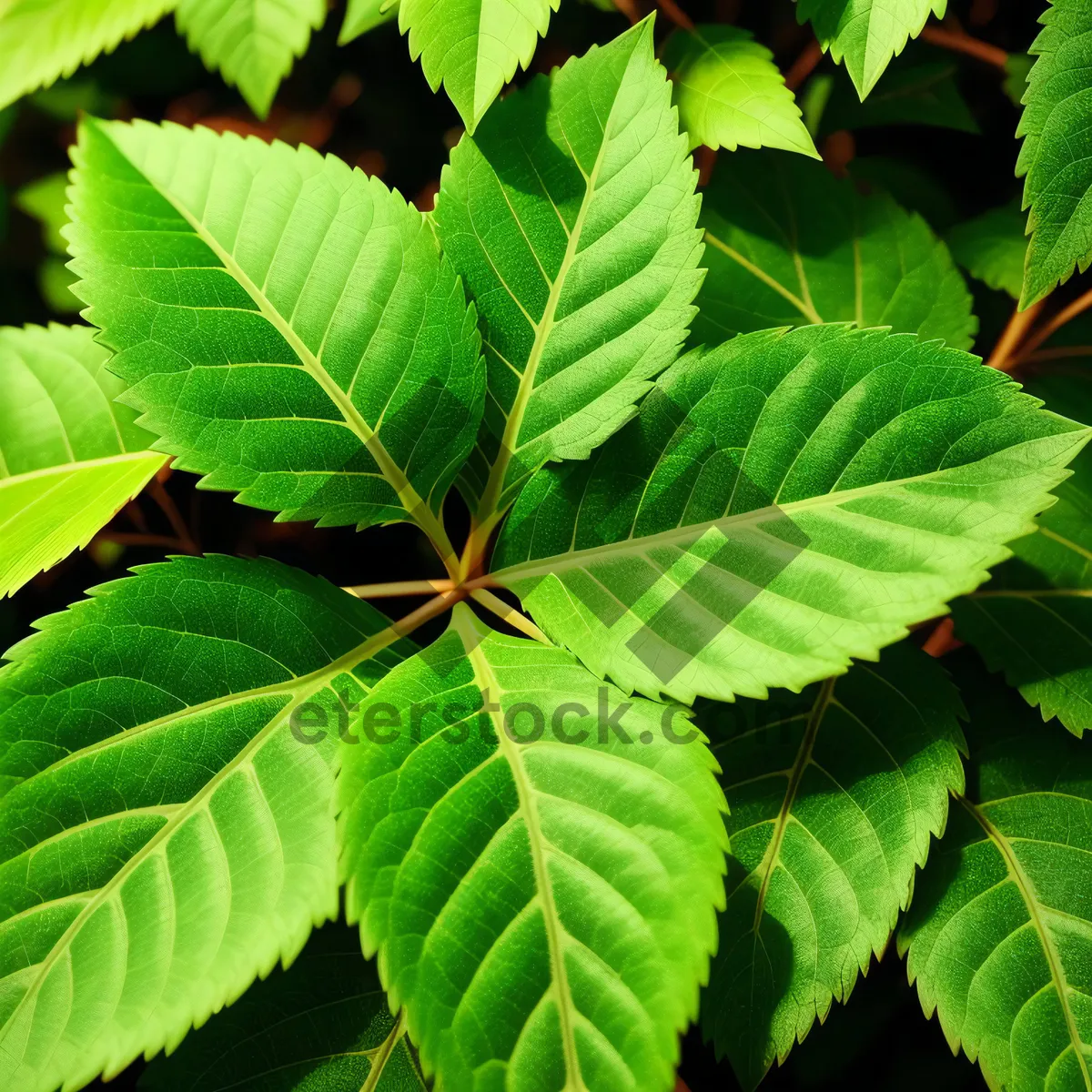 Picture of Lush Spring Foliage in Garden Woods