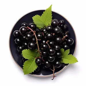 Juicy grape vines for fresh fruit decoration.