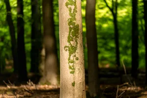 Autumn Birch Trees in Woodland Park